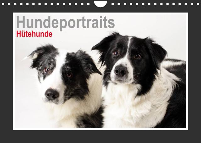 Hundeportraits - Hütehunde (Wandkalender 2023 DIN A4 quer)