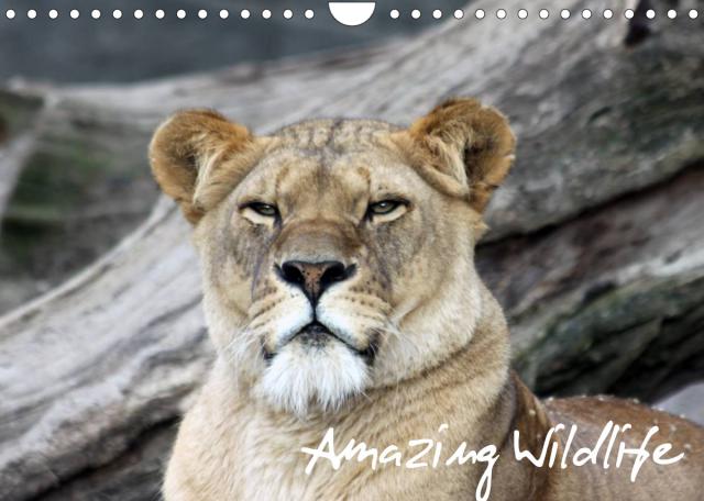 Amazing Wildlife (Wandkalender 2023 DIN A4 quer)