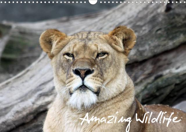 Amazing Wildlife (Wandkalender 2023 DIN A3 quer)