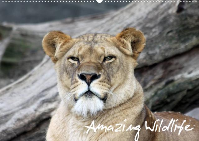 Amazing Wildlife (Wandkalender 2023 DIN A2 quer)