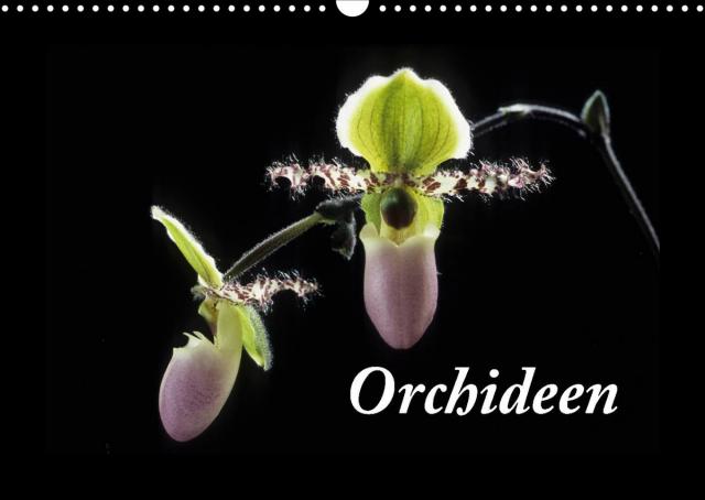 Orchideen 2023 (Wandkalender 2023 DIN A3 quer)