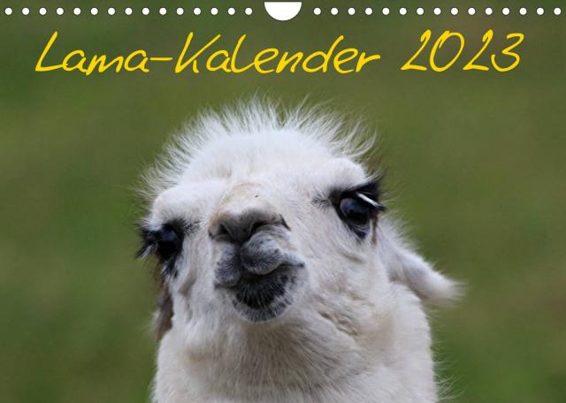 Lama-Kalender 2023 (Wandkalender 2023 DIN A4 quer)