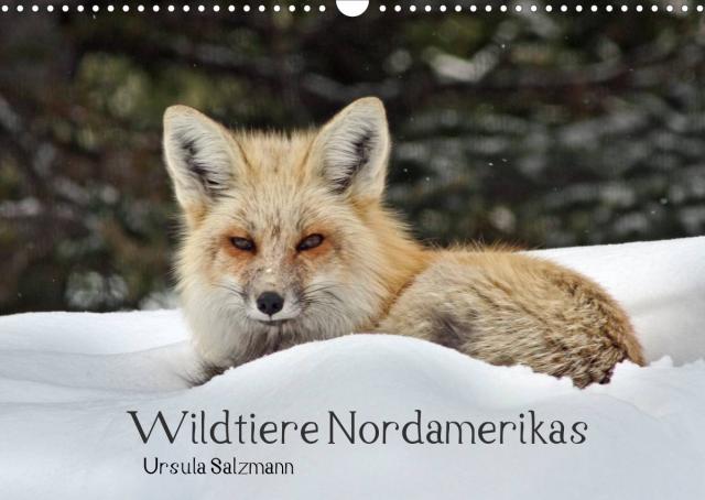 Wildtiere Nordamerikas (Wandkalender 2023 DIN A3 quer)