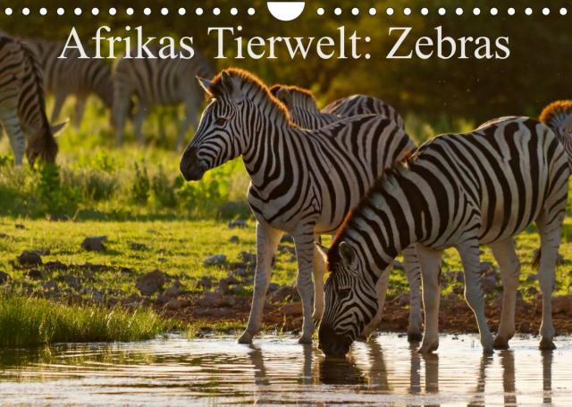 Afrikas Tierwelt: Zebras (Wandkalender 2023 DIN A4 quer)