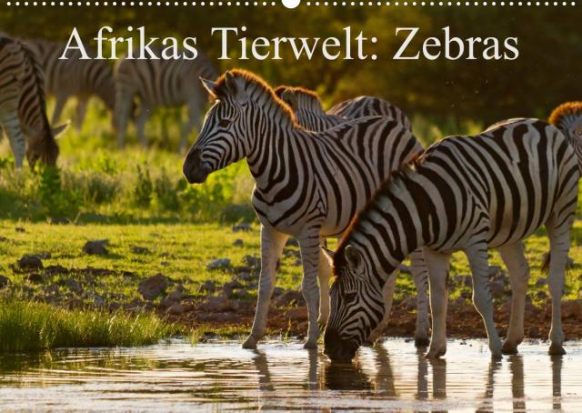 Afrikas Tierwelt: Zebras (Wandkalender 2023 DIN A2 quer)