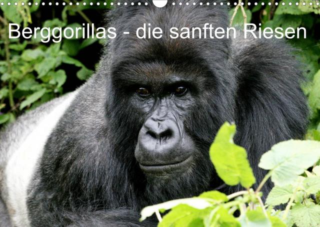 Berggorillas - die sanften Riesen (Wandkalender 2023 DIN A3 quer)