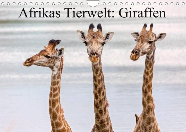 Afrikas Tierwelt: Giraffen (Wandkalender 2023 DIN A4 quer)
