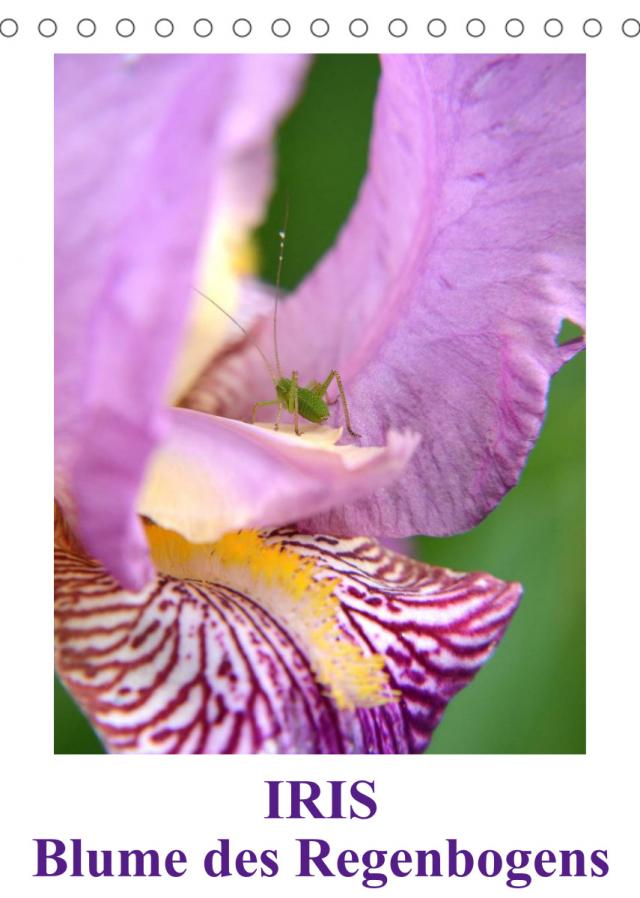 Iris, Blume des Regenbogens (Tischkalender 2023 DIN A5 hoch)