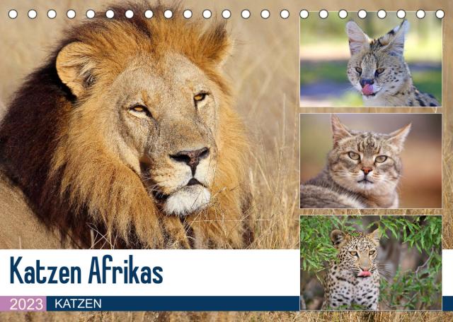Katzen Afrikas (Tischkalender 2023 DIN A5 quer)