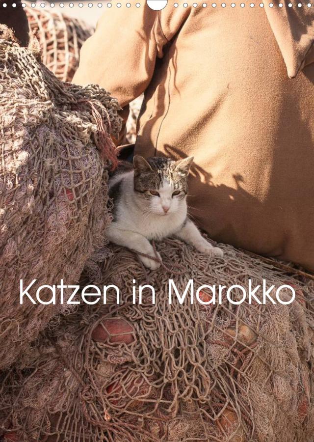 Katzen in Marokko (Wandkalender 2023 DIN A3 hoch)
