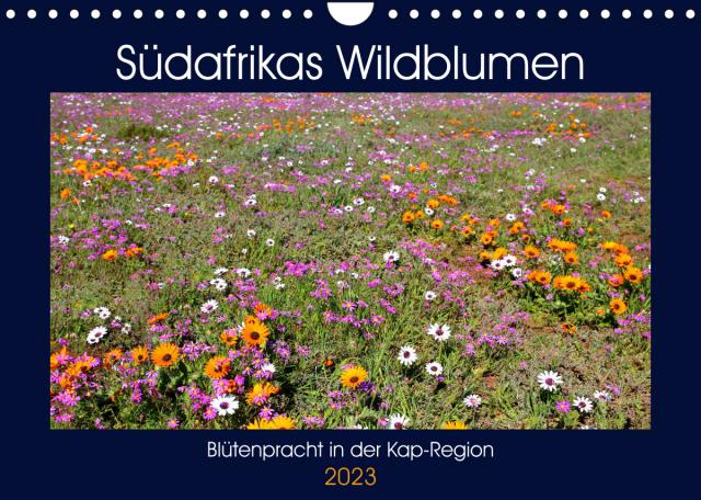 Südafrikas Wildblumen - Blütenpracht in der Kap-Region (Wandkalender 2023 DIN A4 quer)