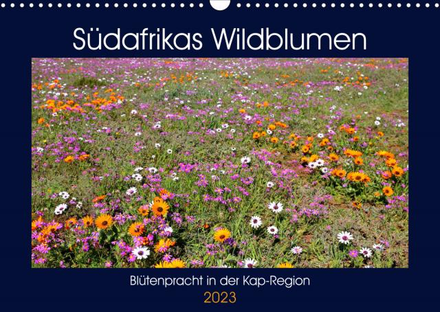 Südafrikas Wildblumen - Blütenpracht in der Kap-Region (Wandkalender 2023 DIN A3 quer)