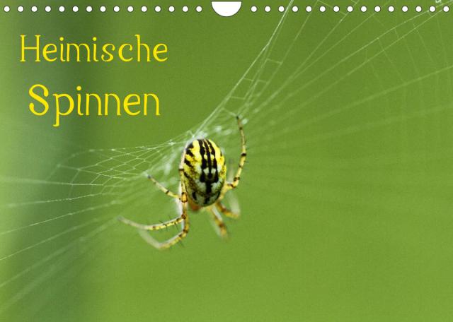 Heimische Spinnen (Wandkalender 2023 DIN A4 quer)