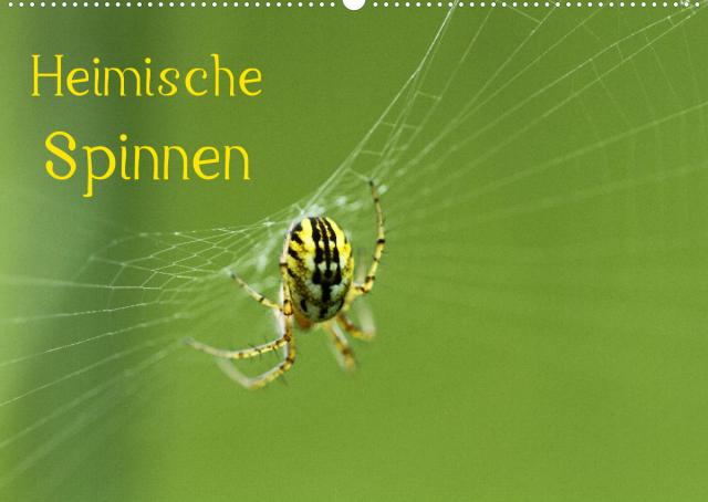 Heimische Spinnen (Wandkalender 2023 DIN A2 quer)