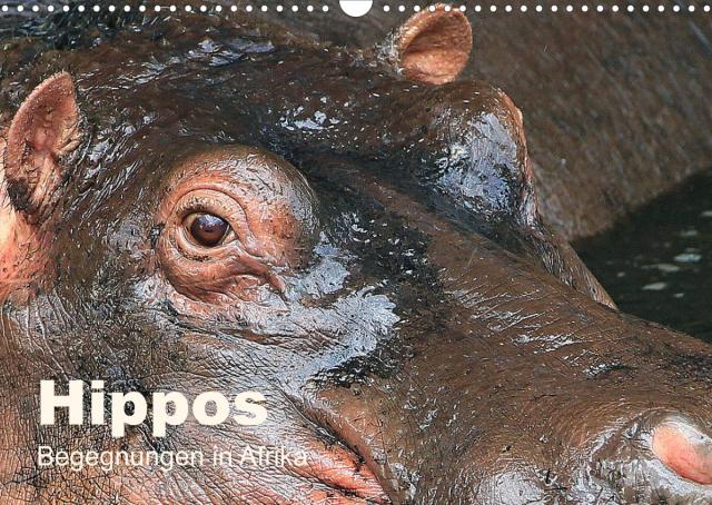 Hippos - Begegnungen in Afrika (Wandkalender 2023 DIN A3 quer)