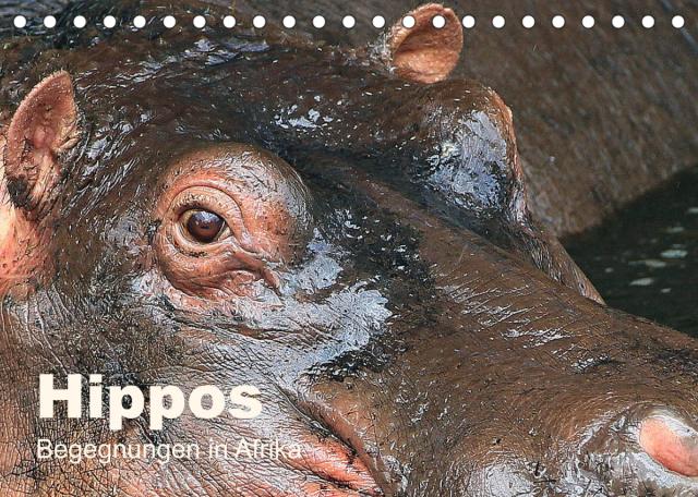 Hippos - Begegnungen in Afrika (Tischkalender 2023 DIN A5 quer)