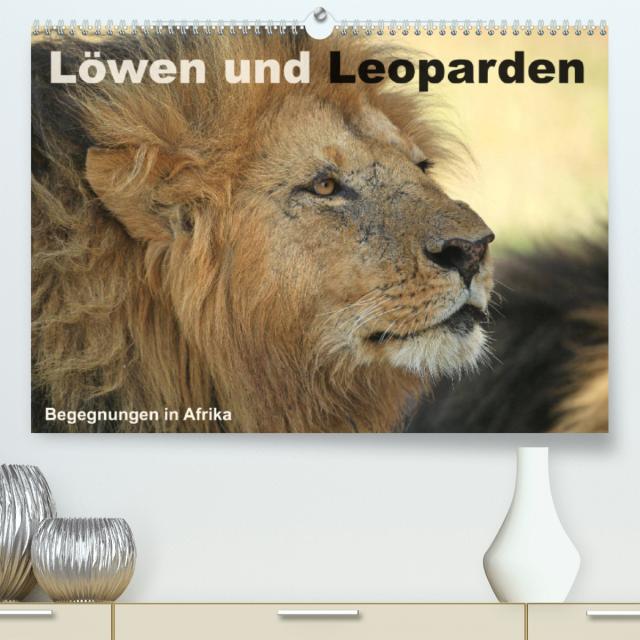 Löwen und Leoparden - Begegnungen in Afrika (Premium, hochwertiger DIN A2 Wandkalender 2023, Kunstdruck in Hochglanz)