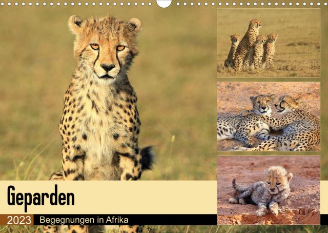 Geparden - Begegnungen in Afrika (Wandkalender 2023 DIN A3 quer)