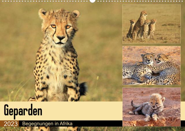 Geparden - Begegnungen in Afrika (Wandkalender 2023 DIN A2 quer)
