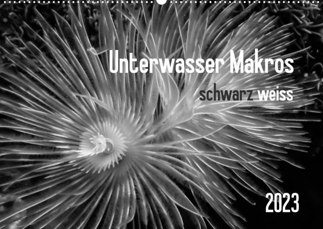 Unterwasser Makros - schwarz weiss 2023 (Wandkalender 2023 DIN A2 quer)