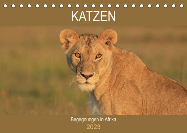 Katzen - Begegnungen in Afrika (Tischkalender 2023 DIN A5 quer)