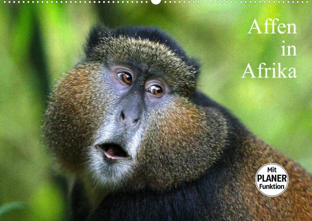 Affen in Afrika (Wandkalender 2023 DIN A2 quer)