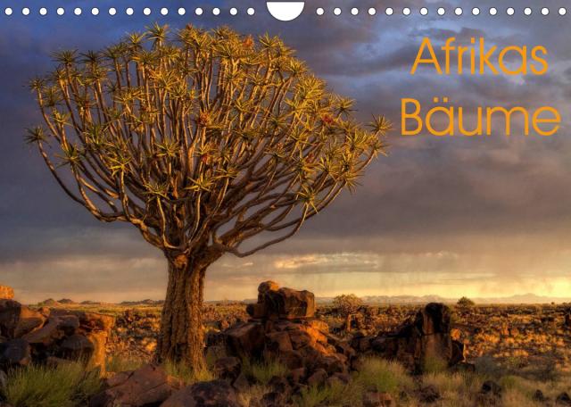 Afrikas Bäume (Wandkalender 2023 DIN A4 quer)