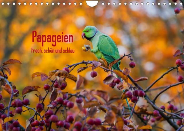 Papageien - Frech, schön und schlau (Wandkalender 2023 DIN A4 quer)