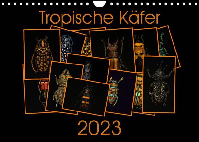 Tropische Käfer (Wandkalender 2023 DIN A4 quer)