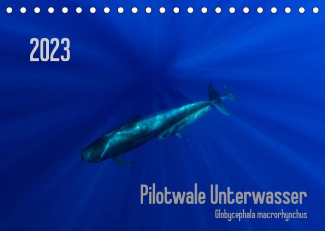 Pilotwale Unterwasser - Globicephala macrorhynchus (Tischkalender 2023 DIN A5 quer)