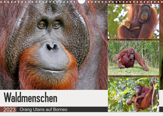 Waldmenschen - Orang Utans auf Borneo (Wandkalender 2023 DIN A3 quer)