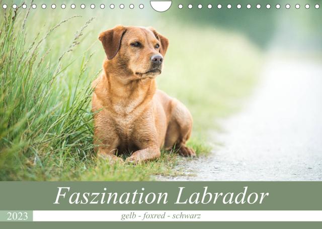 Faszination Labrador - gelb, foxred, schwarz (Wandkalender 2023 DIN A4 quer)