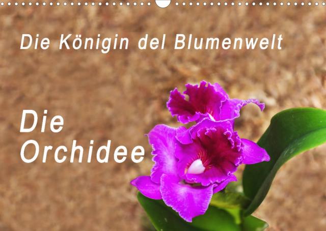 Die Königin der Blumenwelt, die Orchidee (Wandkalender 2023 DIN A3 quer)