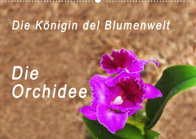 Die Königin der Blumenwelt, die Orchidee (Wandkalender 2023 DIN A2 quer)