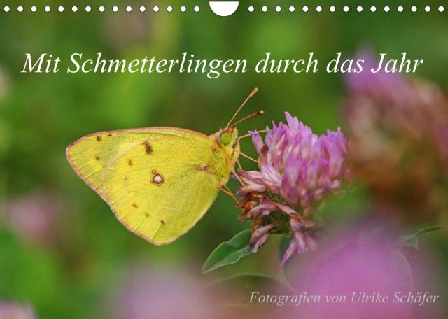 Mit Schmetterlingen durch das Jahr (Wandkalender 2023 DIN A4 quer)