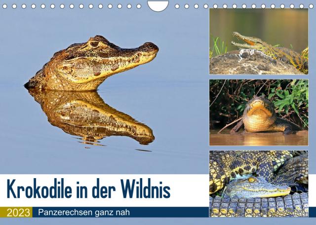 Krokodile in der Wildnis (Wandkalender 2023 DIN A4 quer)