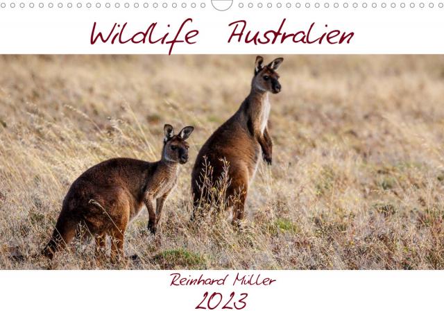Wildlife Australien (Wandkalender 2023 DIN A3 quer)