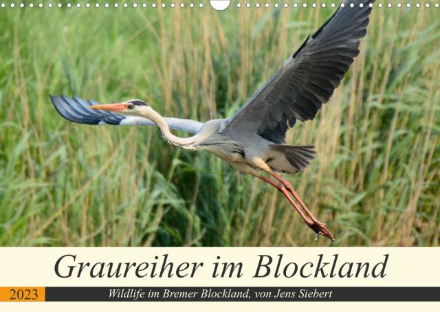 Graureiher im Blockland (Wandkalender 2023 DIN A3 quer)