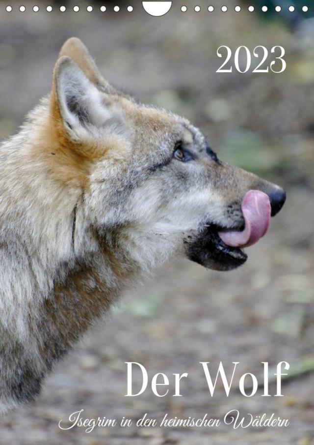 Der Wolf - Isegrim in den heimischen Wäldern - Kalender 2023 (Wandkalender immerwährend DIN A4 hoch)