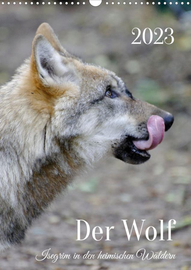 Der Wolf - Isegrim in den heimischen Wäldern - Kalender 2023 (Wandkalender immerwährend DIN A3 hoch)