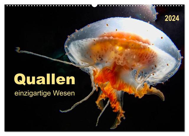 Quallen - einzigartige Wesen (Wandkalender 2024 DIN A2 quer), CALVENDO Monatskalender