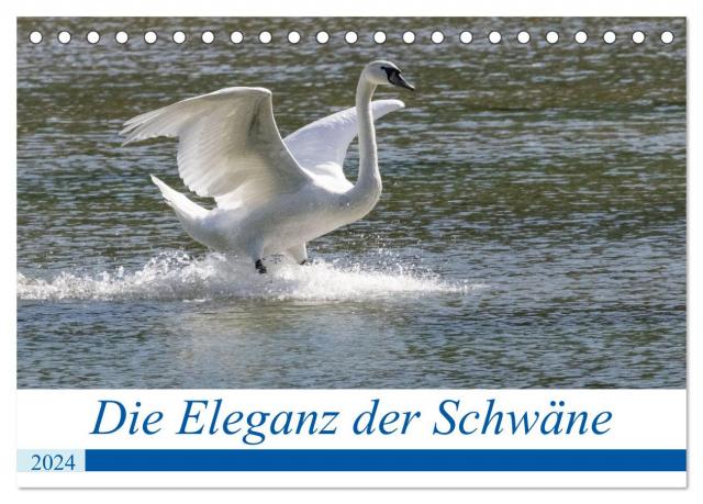 Die Eleganz der Schwäne (Tischkalender 2024 DIN A5 quer), CALVENDO Monatskalender