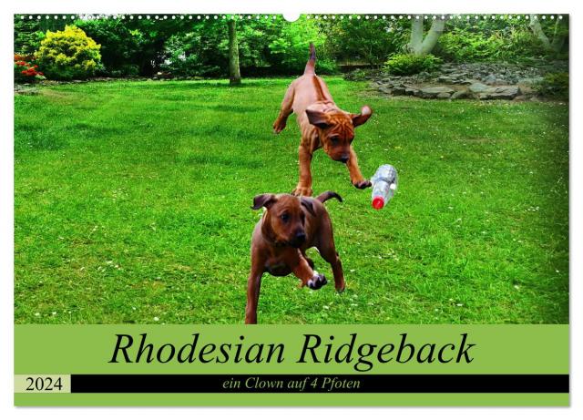 Rhodesian Ridgeback ein Clown auf 4 Pfoten (Wandkalender 2024 DIN A2 quer), CALVENDO Monatskalender