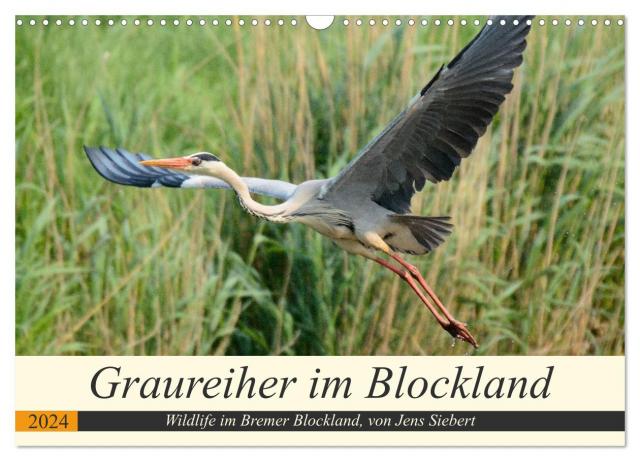 Graureiher im Blockland (Wandkalender 2024 DIN A3 quer), CALVENDO Monatskalender