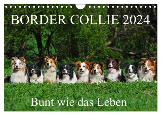Border Collie 2024 (Wandkalender 2024 DIN A4 quer), CALVENDO Monatskalender