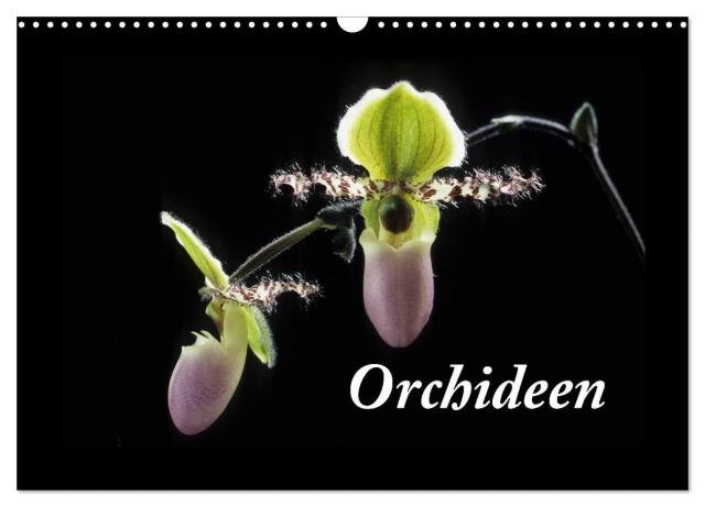 Orchideen 2024 (Wandkalender 2024 DIN A3 quer), CALVENDO Monatskalender