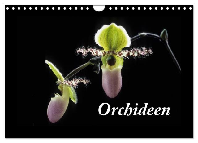 Orchideen 2024 (Wandkalender 2024 DIN A4 quer), CALVENDO Monatskalender