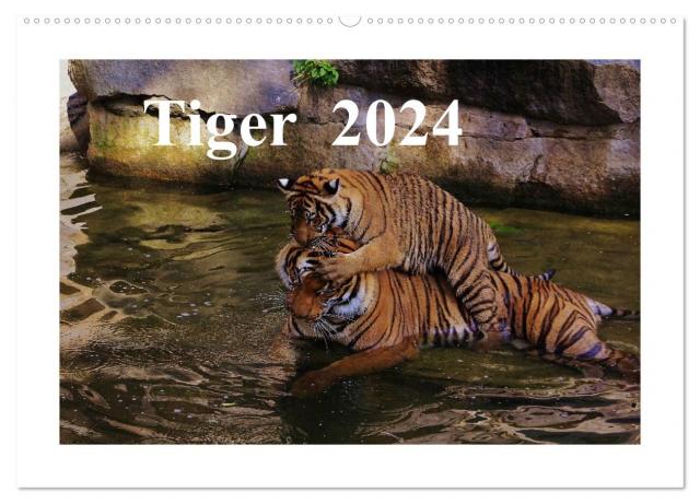 Tiger 2024 (Wandkalender 2024 DIN A2 quer), CALVENDO Monatskalender
