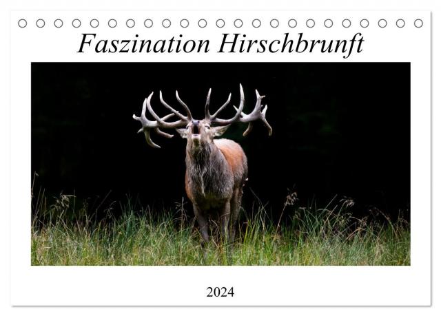 Faszination Hirschbrunft (Tischkalender 2024 DIN A5 quer), CALVENDO Monatskalender