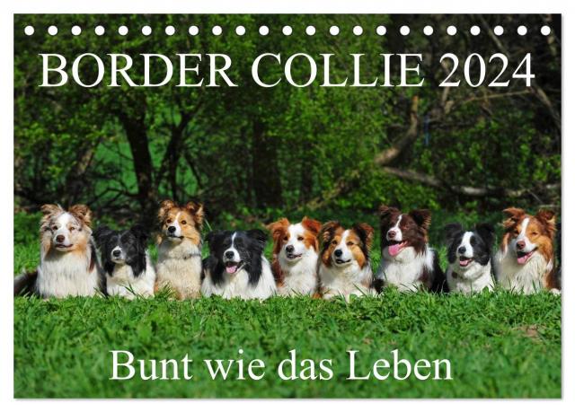 Border Collie 2024 (Tischkalender 2024 DIN A5 quer), CALVENDO Monatskalender